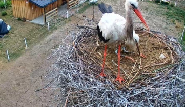 Slika pregleda web-kamere storks Wola Suchożebrska